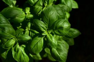 , 12 hierbas medicinales que puedes plantar en agua dentro de casa