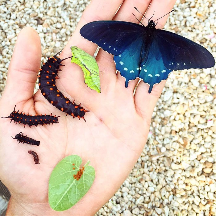 El joven que repobló una rara especie de mariposa casi extinta él solo en su patio