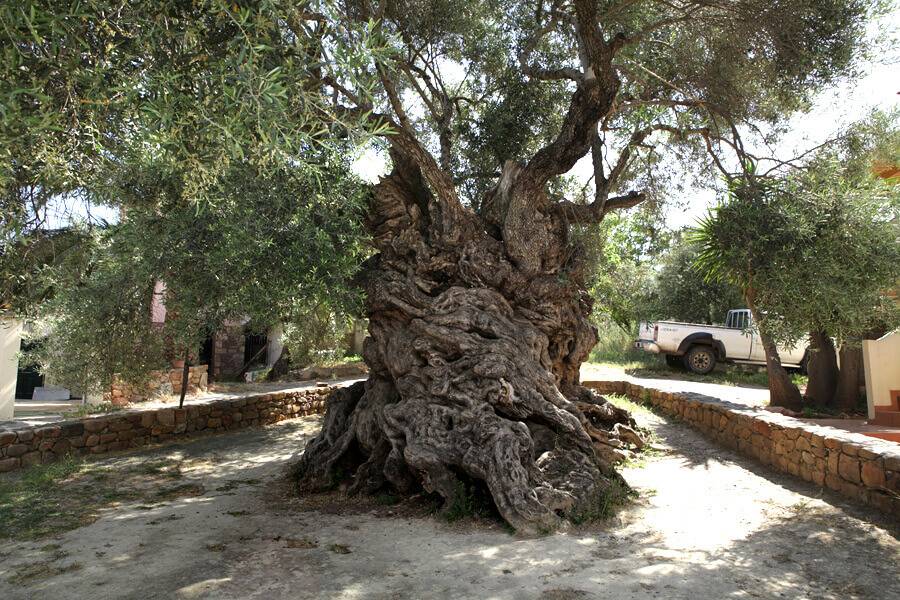 Este árbol de olivo tiene más de 3,000 años y todavía produce aceitunas