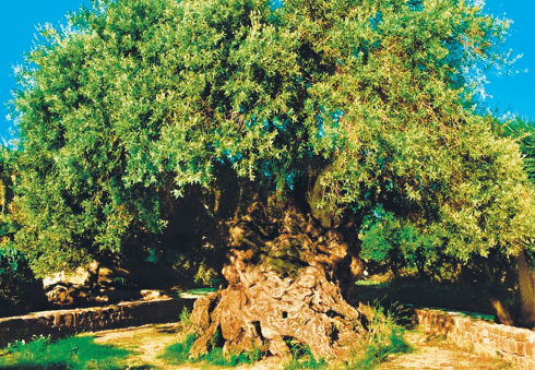 Este árbol de olivo tiene más de 3,000 años y todavía produce aceitunas