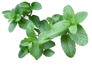 , 12 hierbas medicinales que puedes plantar en agua dentro de casa