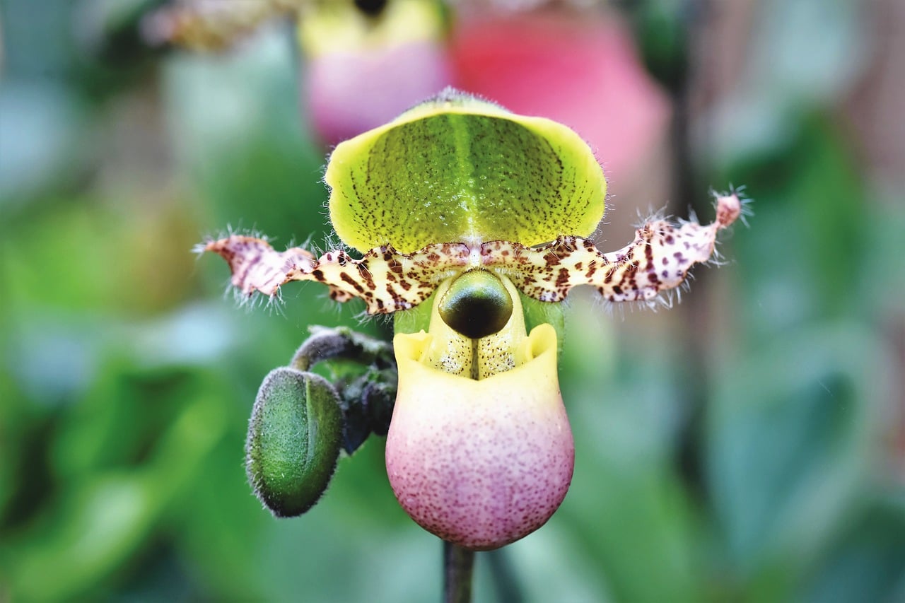 Las orquídeas, Las orquídeas purifican el aire, ayudan a calmar los nervios y alivian los dolores de cabeza.