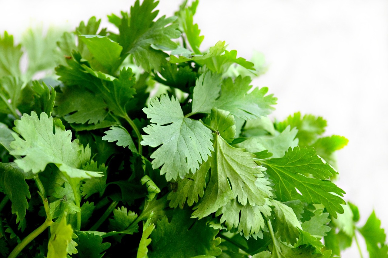 Beneficios del cilantro, La ciencia demuestra que el cilantro descontamina el cuerpo: elimina metales pesados