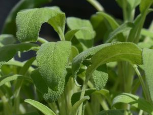 , 12 hierbas medicinales que puedes plantar en agua dentro de casa