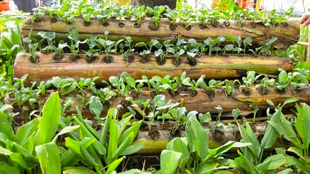 Uso de tallos de banano para la agricultura orgánica: innovaciones en la agricultura