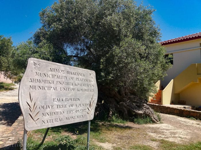 , Este árbol de olivo tiene más de 3,000 años y todavía produce aceitunas