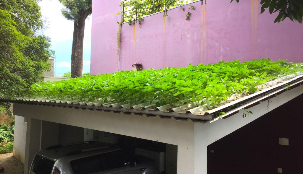 Agrónomo brasileño crea la primera teja hidropónica del mundo