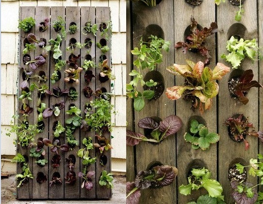 Increíbles jardines verticales de plantas comestibles