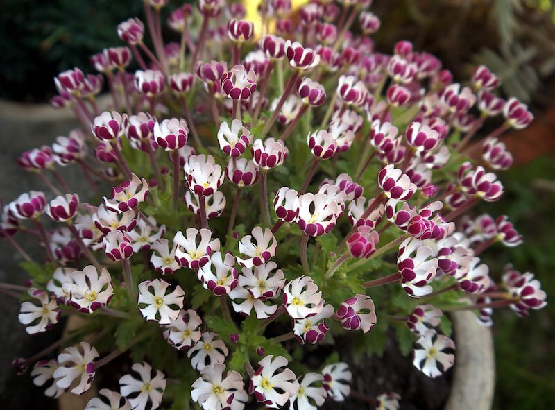 Plantas que florecen de noche para un m&aacute;gico jard&iacute;n lunar