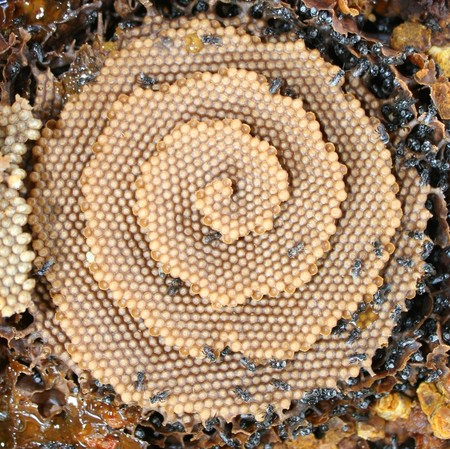 Estas abejas construyen colmenas en espiral, y nadie parece saber por qué