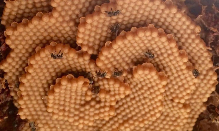 Estas abejas construyen colmenas en espiral, y nadie parece saber por qué