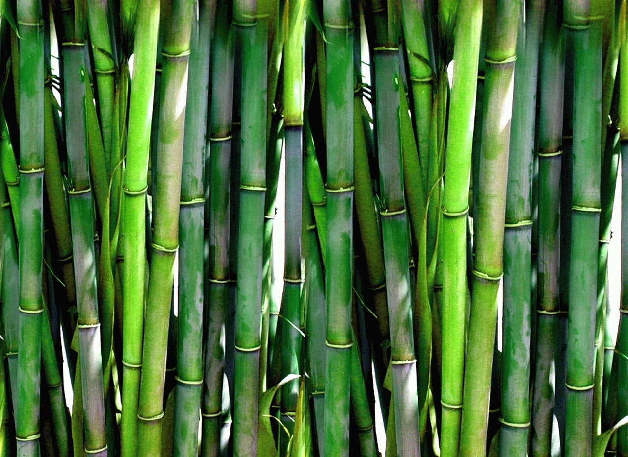 , Logran limpiar aguas contaminadas con arsénico usando bambú