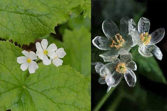 Flor esqueleto: la flor que se vuelve transparente cuando llueve