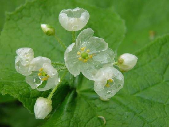 Flor esqueleto: la flor que se vuelve transparente cuando llueve