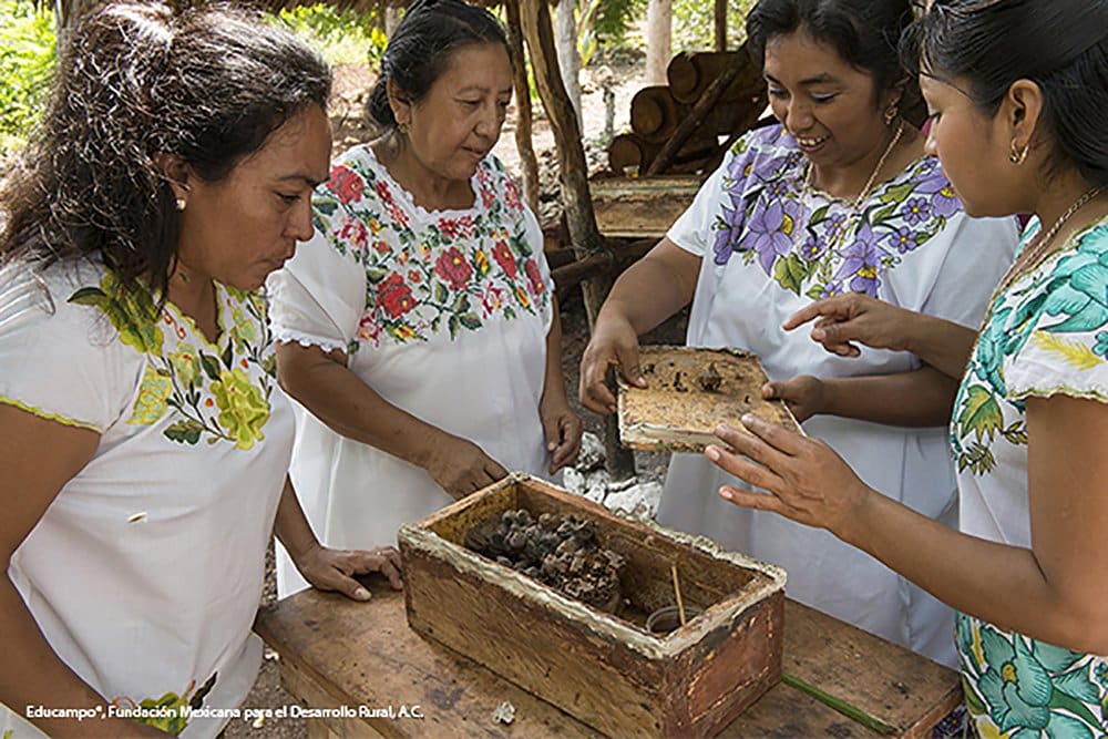 Las mujeres mayas protegen a las abejas de la extinción
