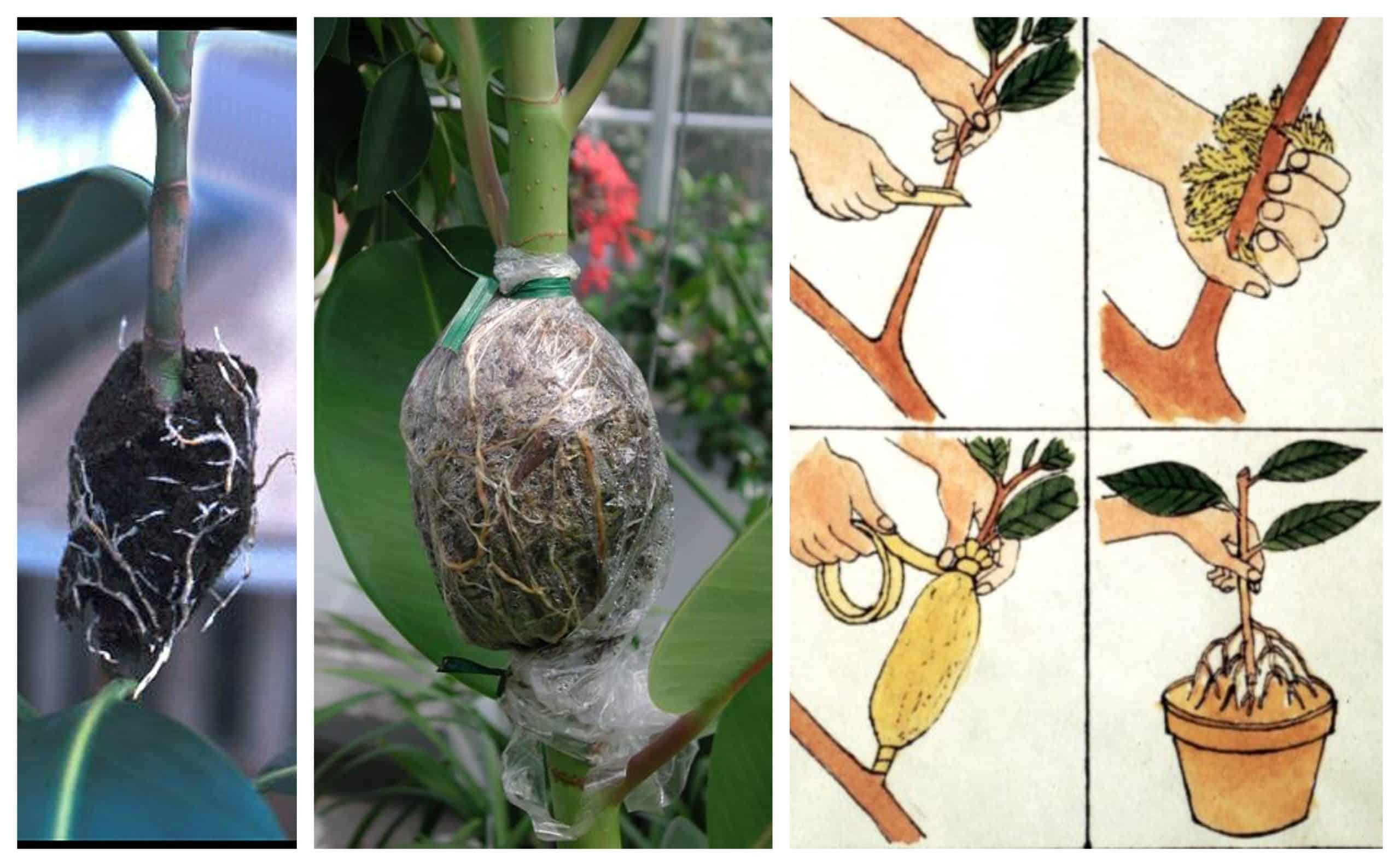 , Cómo hacer un acodo aéreo para multiplicar frutales (y muchas otras plantas)