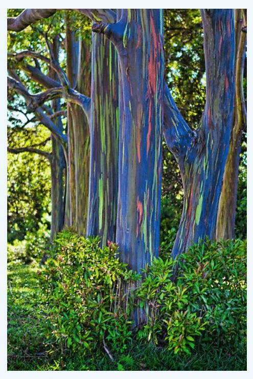 , Conoce el  Eucalipto Arcoíris, Un árbol inusual y atractivo.