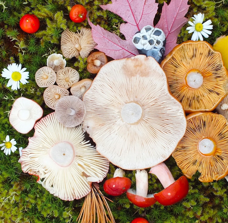 Artista y experta en fotografía de naturaleza Jill Bliss organiza y fotografía coloridos racimos de hongos