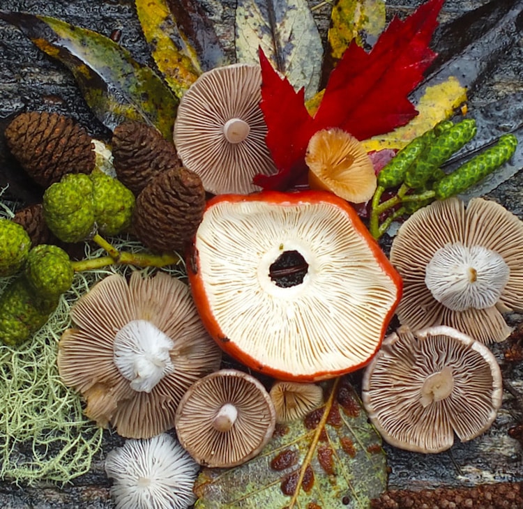 Artista y experta en fotograf&iacute;a de naturaleza Jill Bliss organiza y fotograf&iacute;a coloridos racimos de hongos
