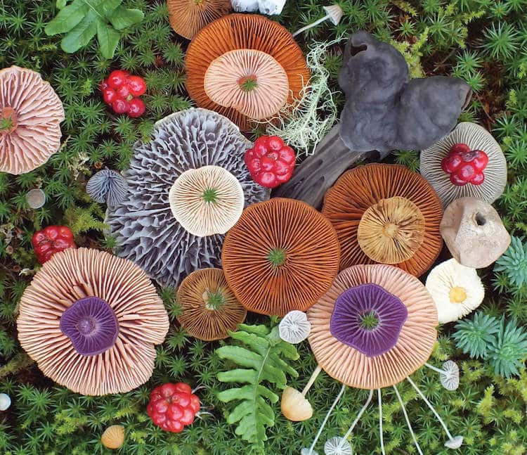 Artista y experta en fotograf&iacute;a de naturaleza Jill Bliss organiza y fotograf&iacute;a coloridos racimos de hongos