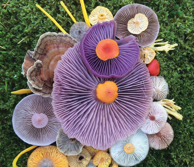 Artista y experta en fotograf&iacute;a de naturaleza Jill Bliss organiza y fotograf&iacute;a coloridos racimos de hongos