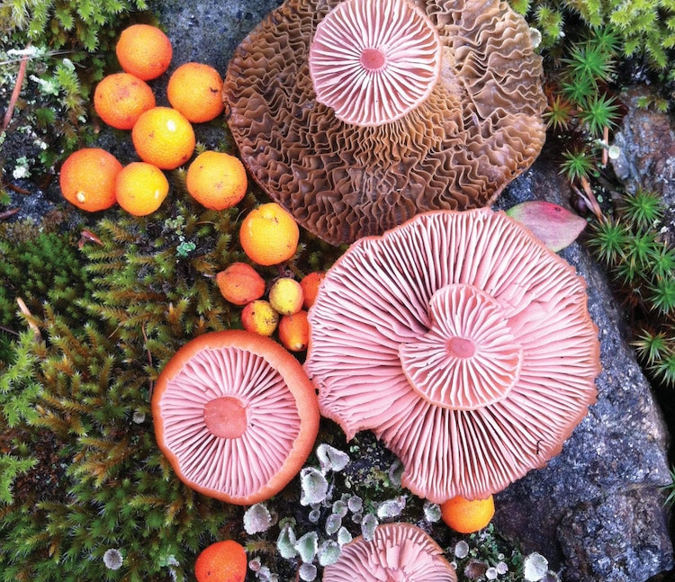 Artista y experta en fotografía de naturaleza Jill Bliss organiza y fotografía coloridos racimos de hongos
