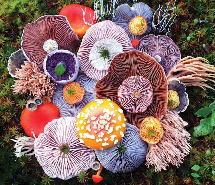 Artista y experta en fotograf&iacute;a de naturaleza Jill Bliss organiza y fotograf&iacute;a coloridos racimos de hongos