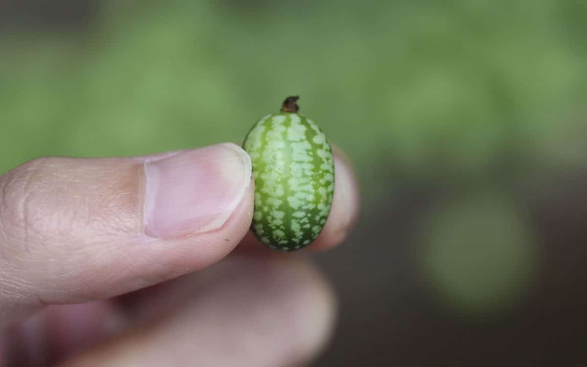 Cómo cultivar cucamelon, sandía enana o sandía ratón (Melothria Scabra)