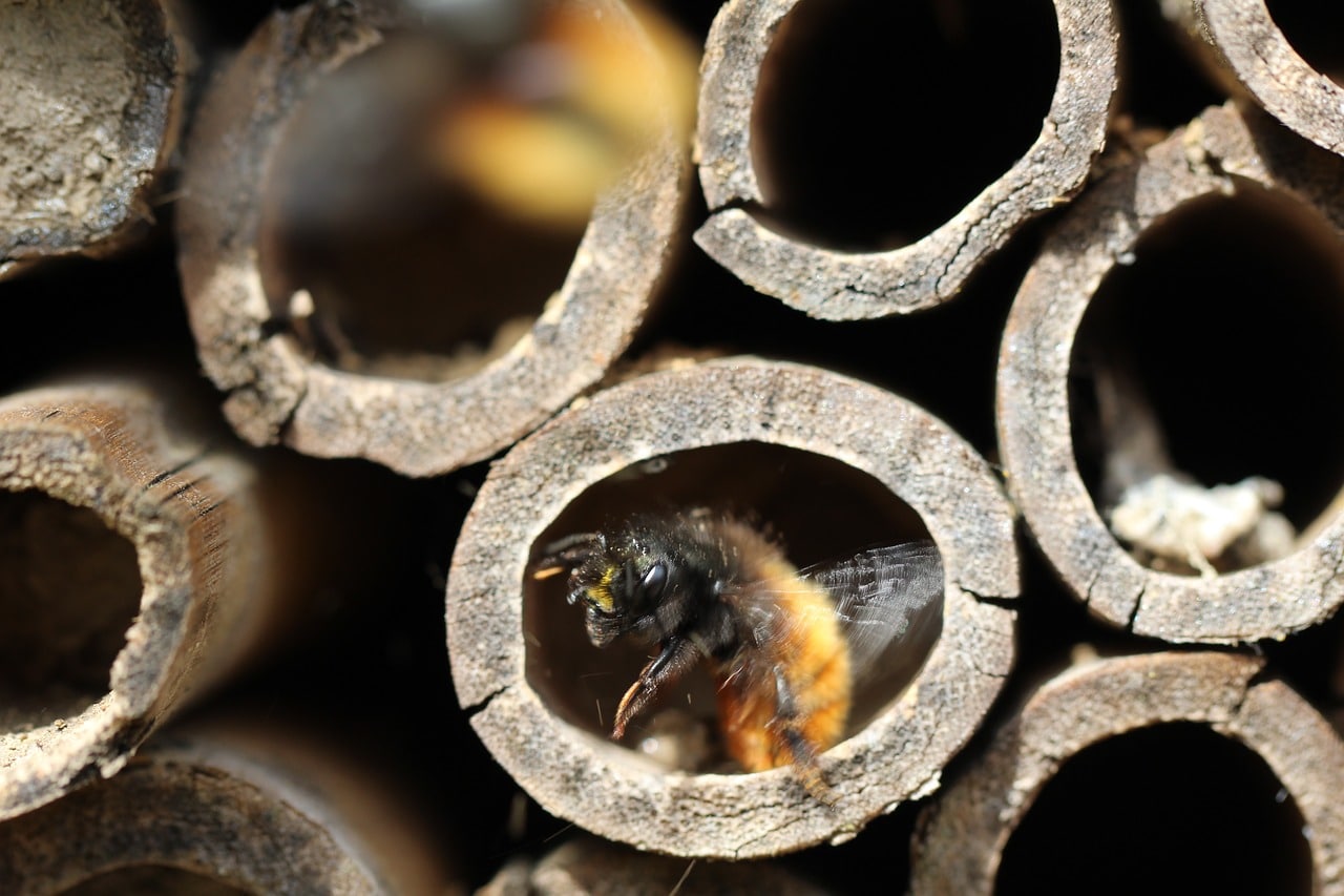 Una caja de leche puede convertirse en un hotel para abejas y polinizadores
