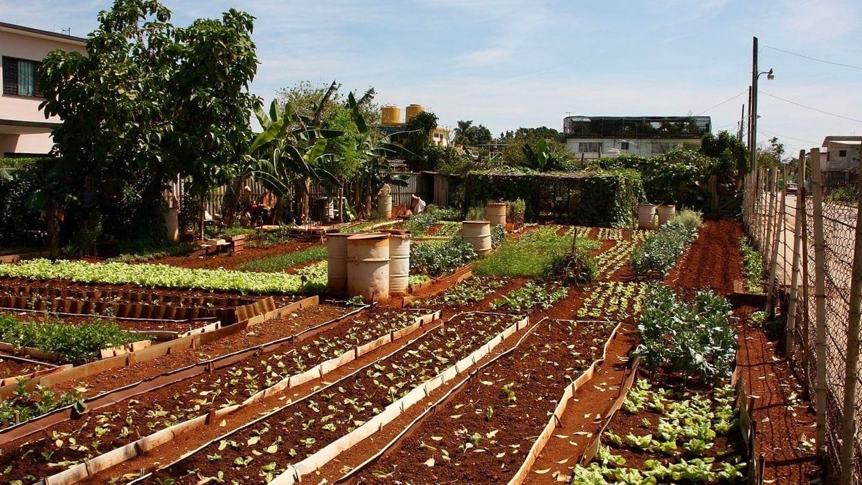 , La agricultura urbana de Cuba muestra la forma de evitar el hambre