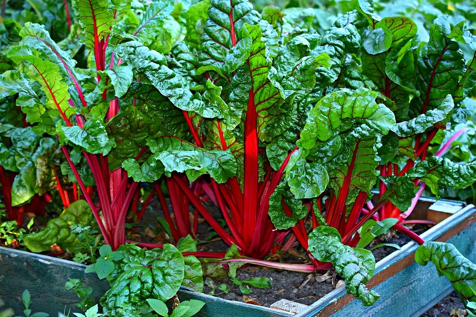 10 verduras de rápido crecimiento que puedes cosechar en poco tiempo