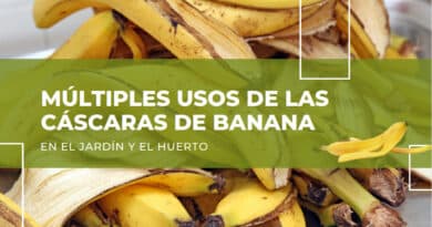usos de las cáscaras de banana en el jardín y el huerto