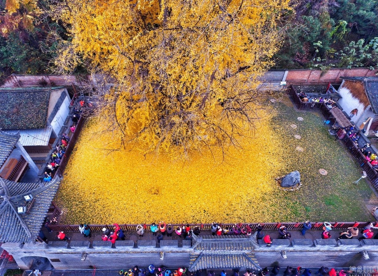 Este árbol de Gingko de 1.400 años arroja sus hojas cada año creando un océano de oro
