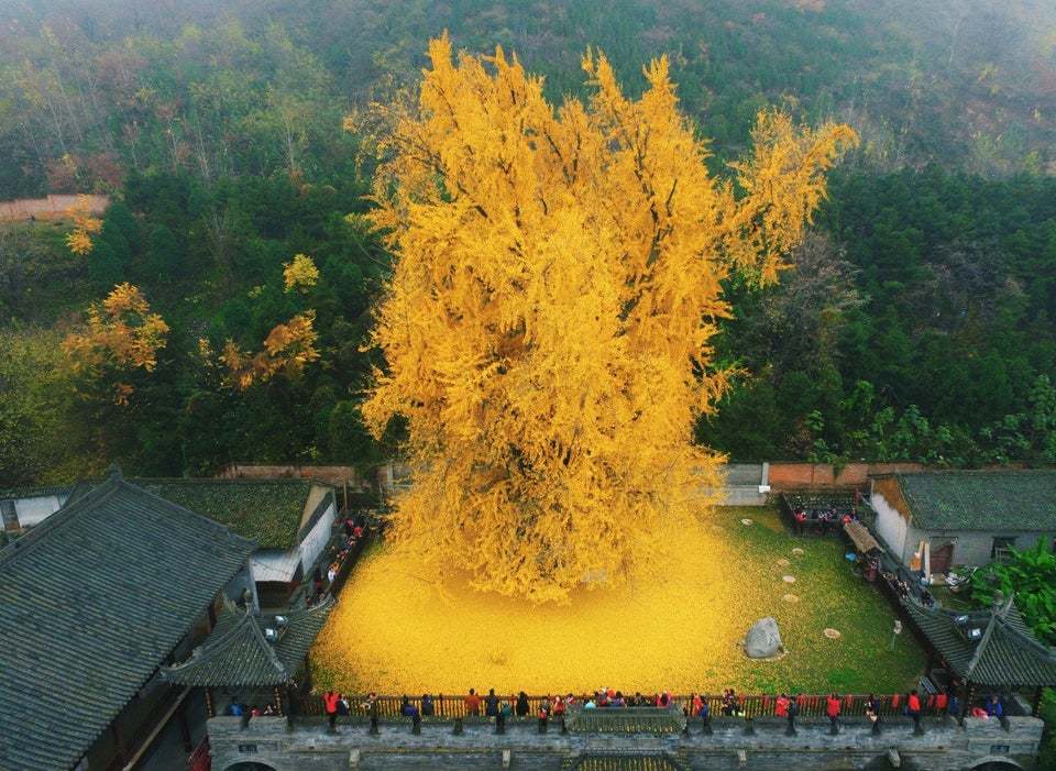Este árbol de Gingko de 1.400 años arroja sus hojas cada año creando un océano de oro