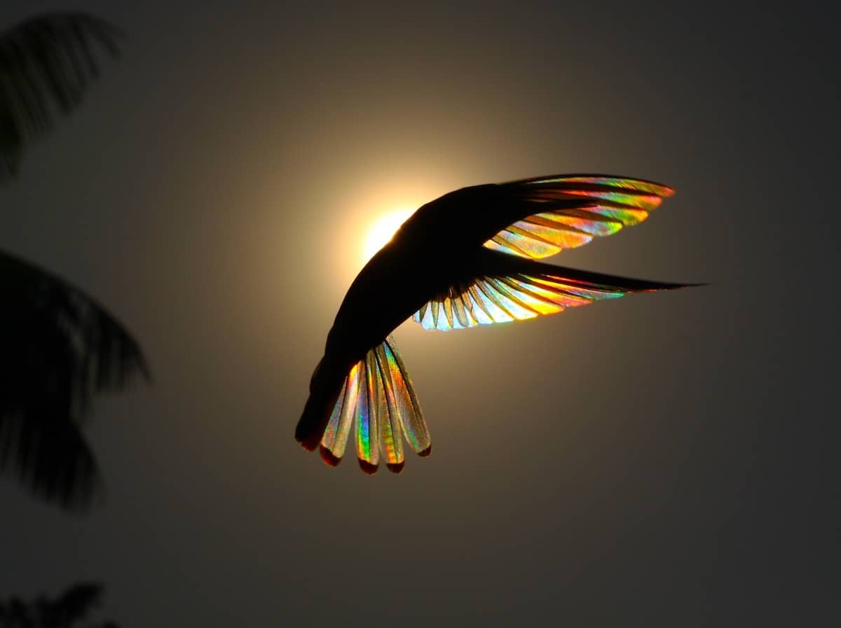 Fotógrafo australiano logra capturar un «arcoíris de colibrí» y los resultados son impactantes