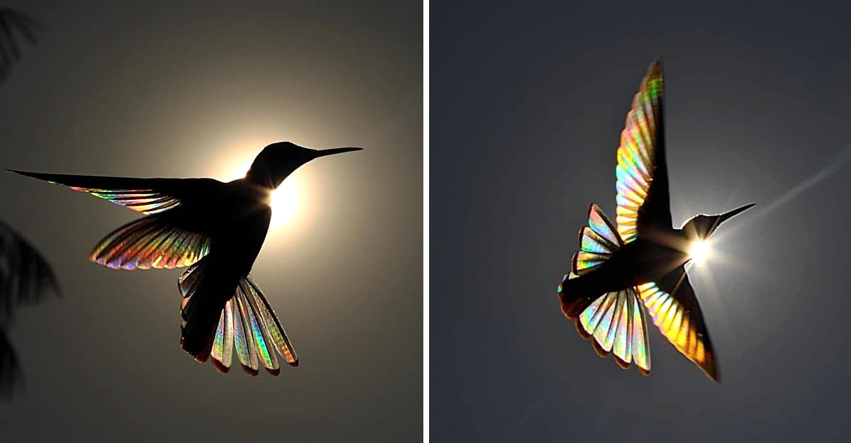 Fotógrafo australiano logra capturar un «arcoíris de colibrí» y los resultados son impresionantes