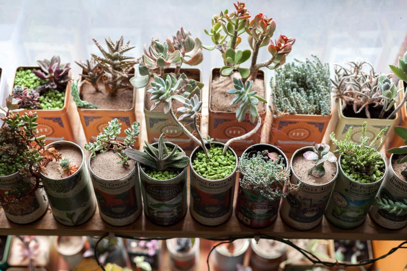 La mujer que cultiva 150 especies de plantas en su apartamento