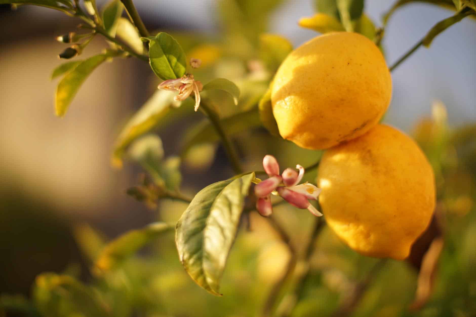 Lo creas o no, congelar limones puede ser lo mejor que puedes hacer con ellos