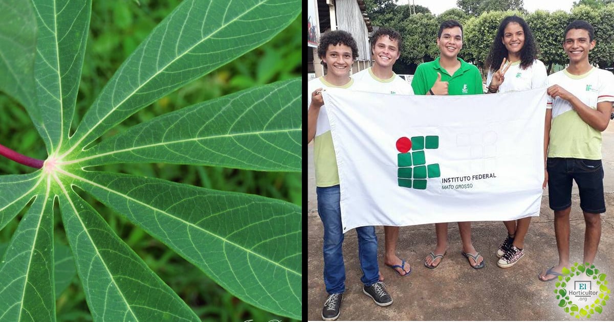 , Estudiantes Brasileños crean pañales biodegradables hechos a base de Yuca