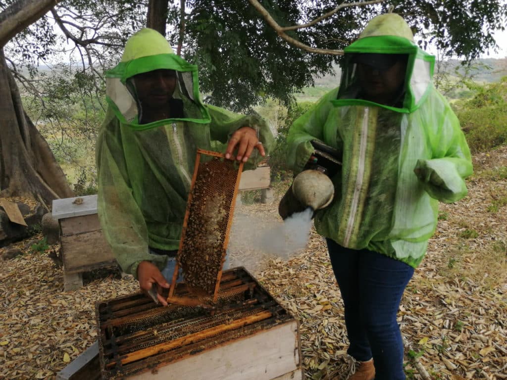 Siembran santuario de girasoles en México para proteger a las abejas