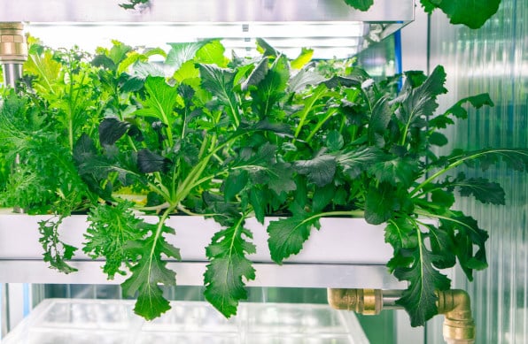 Supermercados con huertas ‘conectadas’ venden verduras frescas y sostenibles