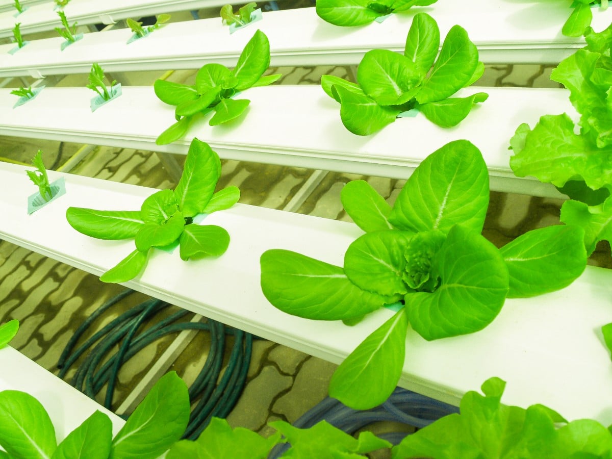 &iquest;C&oacute;mo cultivar lechuga hidrop&oacute;nica org&aacute;nica?