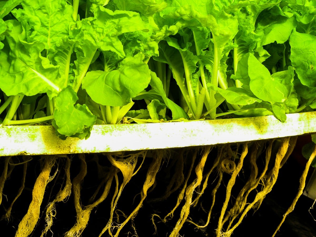 &iquest;C&oacute;mo cultivar lechuga hidrop&oacute;nica org&aacute;nica?