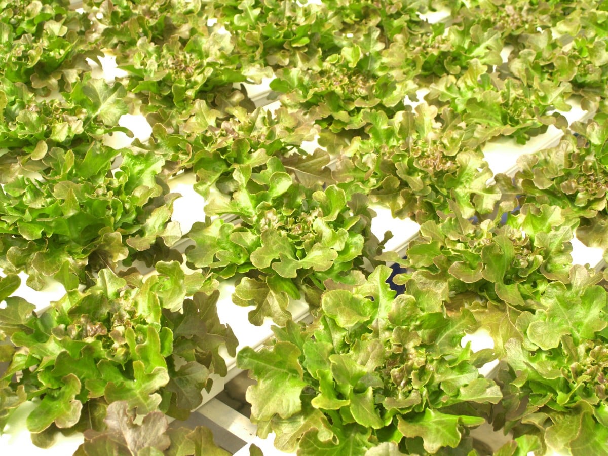 ¿Cómo cultivar lechuga hidropónica orgánica?