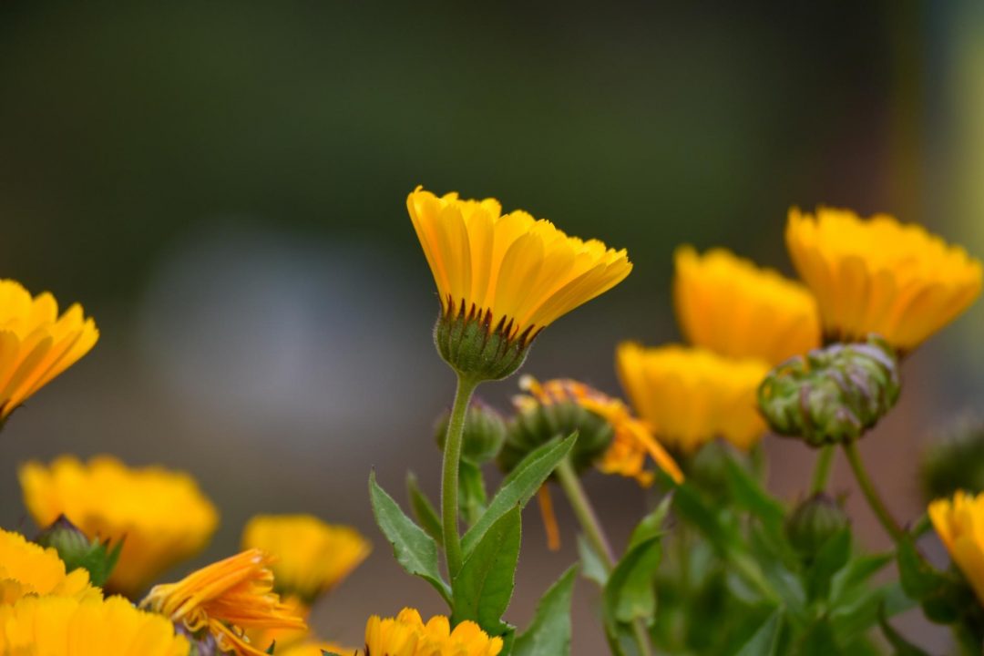 Cedrón: Beneficios, Usos Y Propiedades Medicinales » El Horticultor