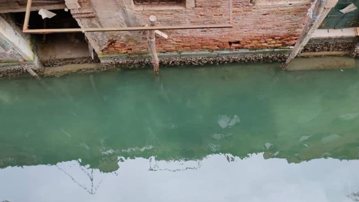 Agua cada vez más cristalina en los canales de Venecia por la ausencia de turistas
