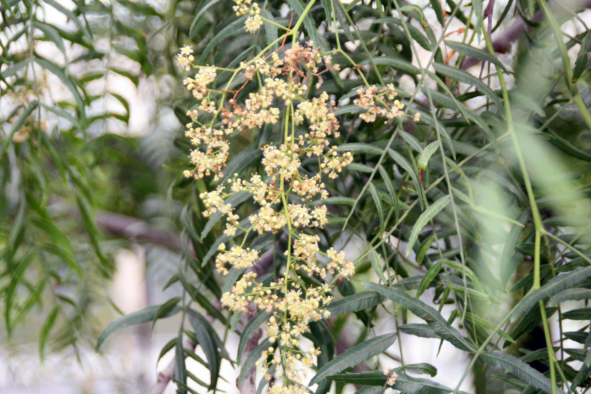 Aguaribay Usos Medicinales