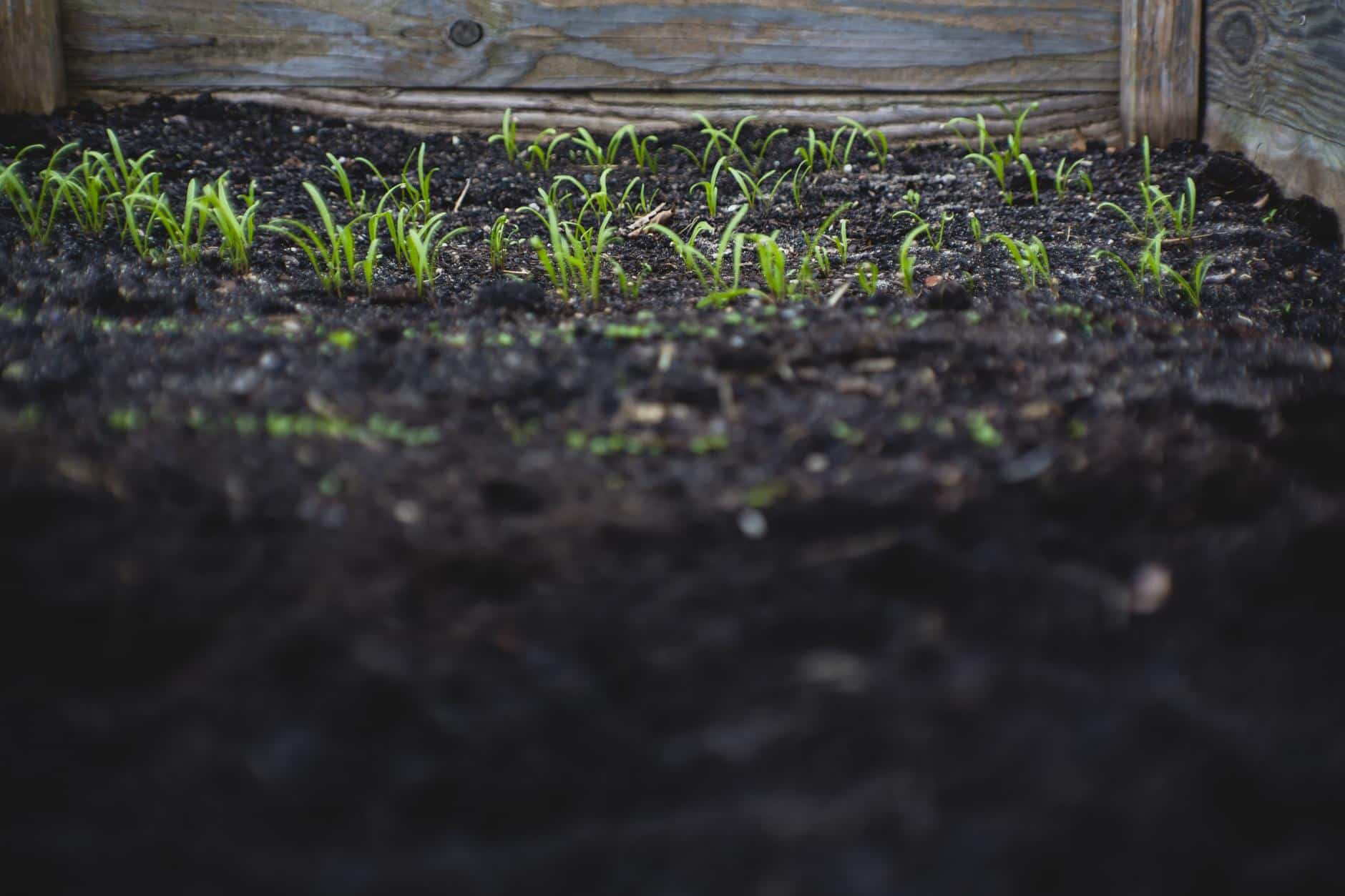 Beneficios del Compost en el suelo de Cultivo