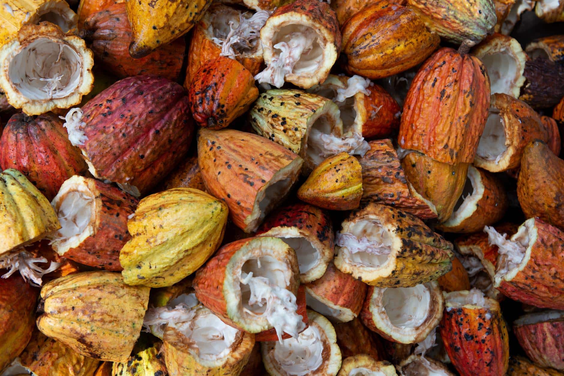 Cacao, Beneficios y Propiedades Medicinales