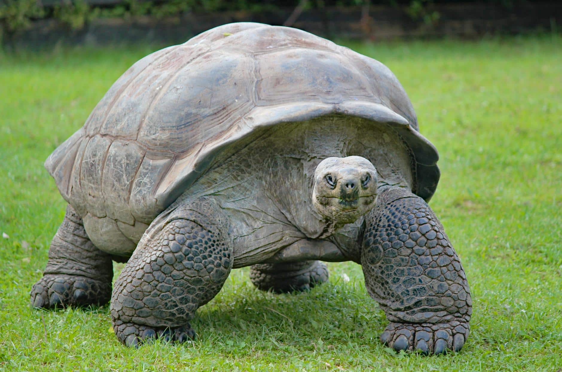 Después de 100 años, Vuelven a nacer tortugas en Galápagos